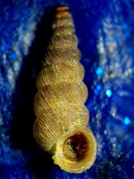Cochlostoma montanum cassiniacum (Saint Simon in Paulucci)